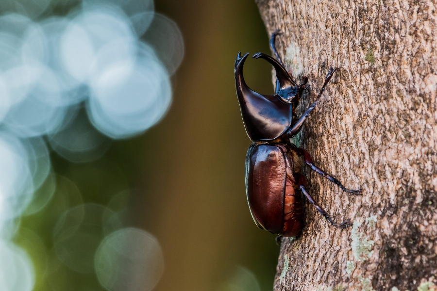 Los dos escarabajos – ⭐Cenicientas.es