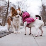 El secreto de los saludos caninos: por qué los perros se huelen cola