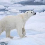 Descubriendo por qué los Osos Polares son Así