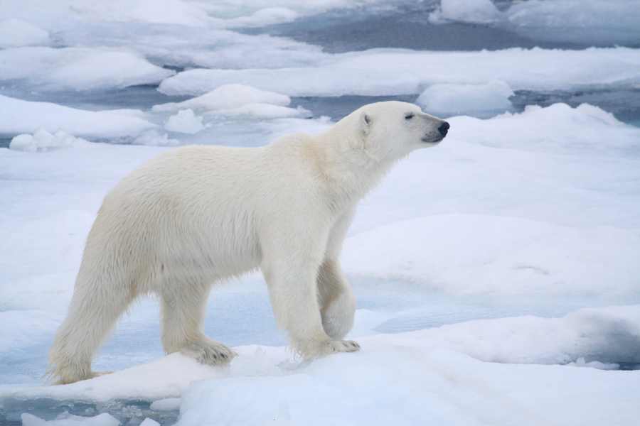 Descubriendo por qué los Osos Polares son Así